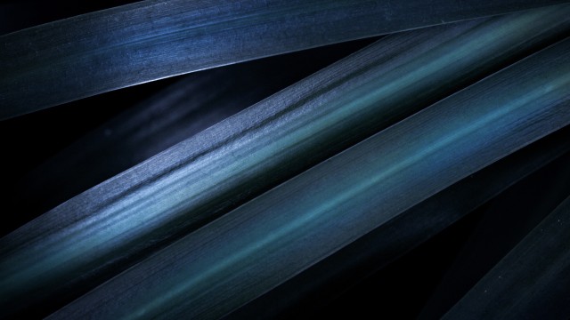 Blue aesthetic Leaves