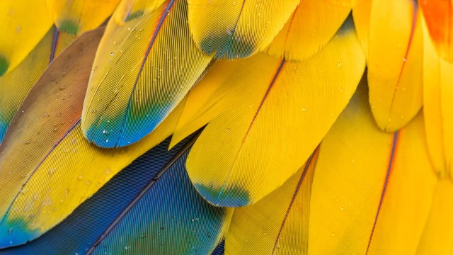 Macaw Feathers Pattern