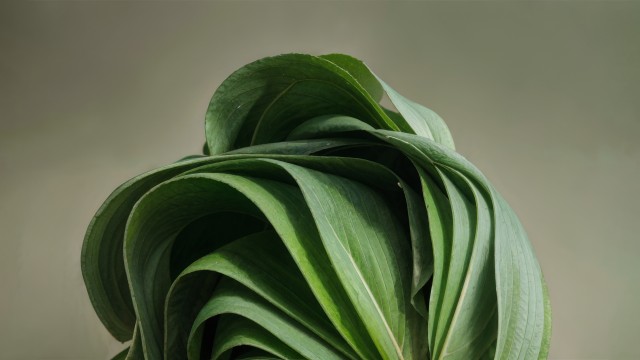 Windows 11 Green aesthetic