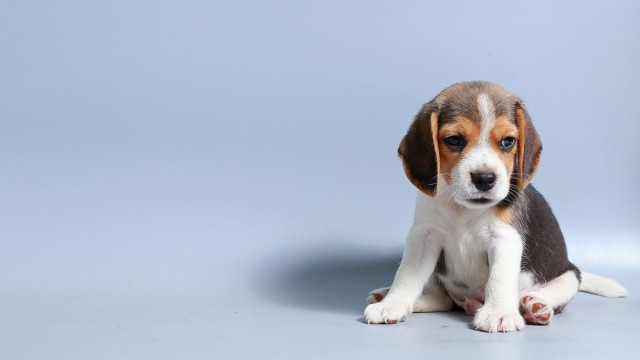 Beagle puppy Breed Dog