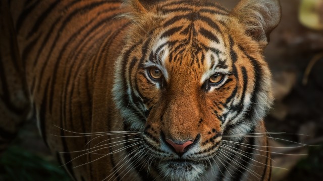 Bengal Tiger Closeup