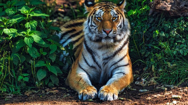 Bengal Tiger Forest