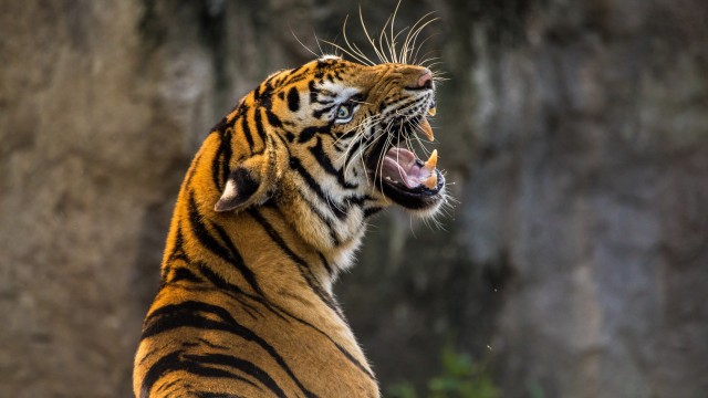 Bengal Tiger Roaring