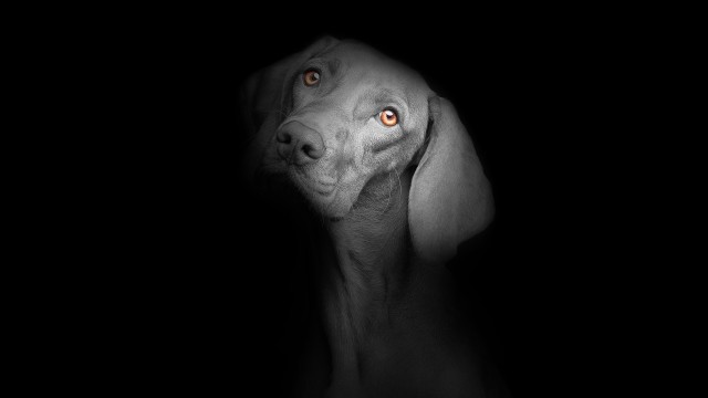 Black dog Black background