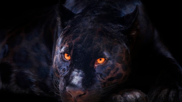 Black Panther Dark background