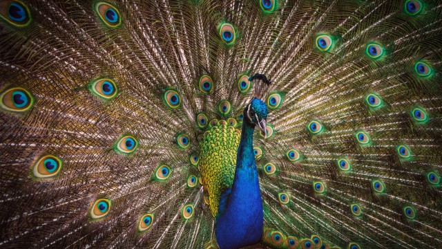 Blue Peacock Peafowl
