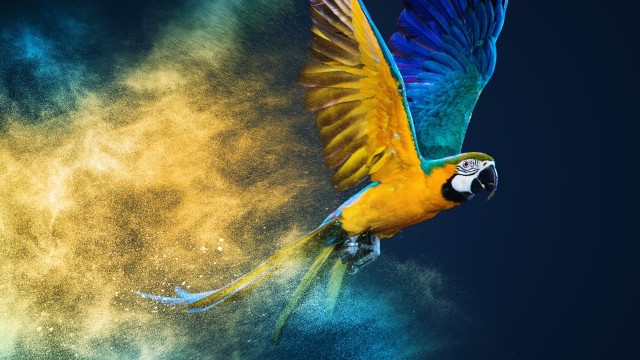 Blue-and-yellow macaw Colorful background