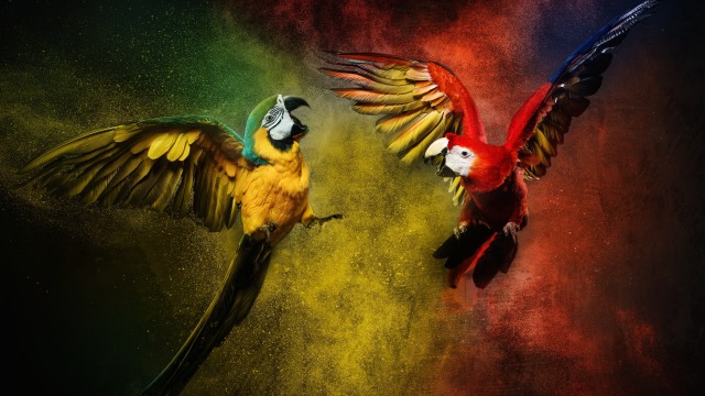 Blue-and-yellow macaw Scarlet macaw