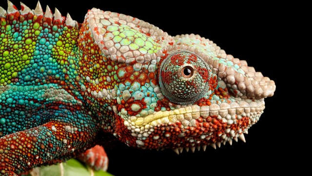 Chameleon Lizard