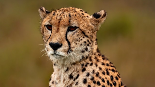 Cheetah Closeup