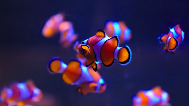 Clownfish Aquarium