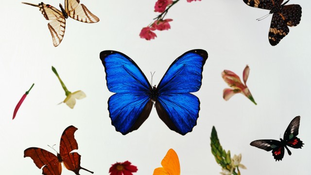 Colorful Butterflies