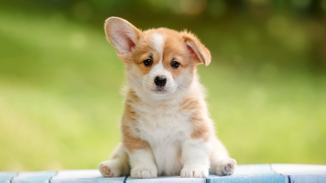 Corgi puppy Happy