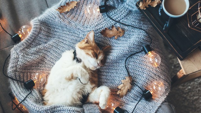 Cozy Cat