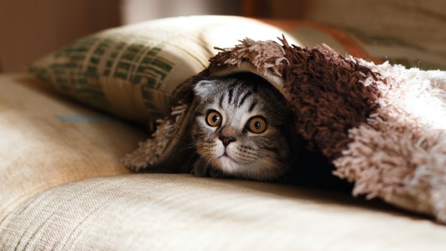 Cute Cat Cozy
