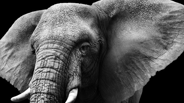Elephant Monochrome