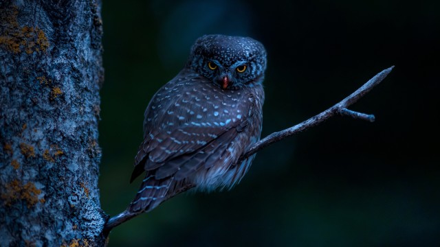 Eurasian pygmy owl Bird