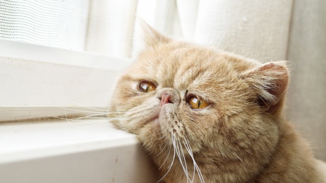 Exotic Shorthair Breed cat