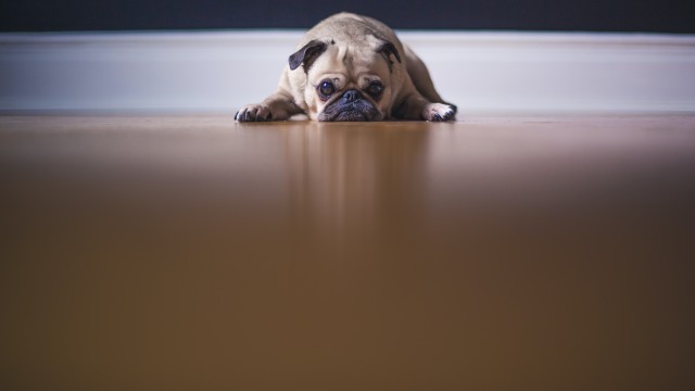 Fawn Pug On the floor