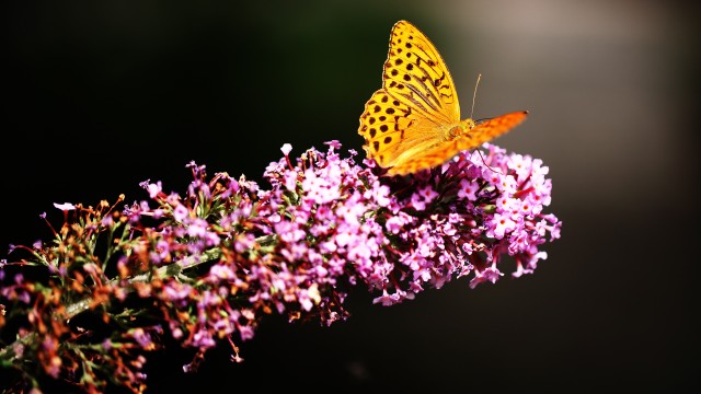 Fritillaries Butterfly