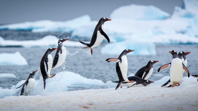 Gentoo penguins Antarctica