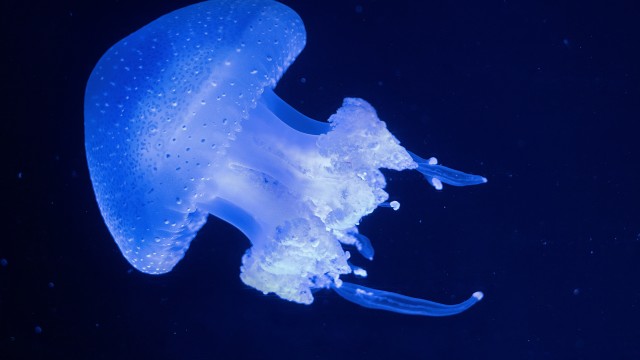 Glowing Jellyfish
