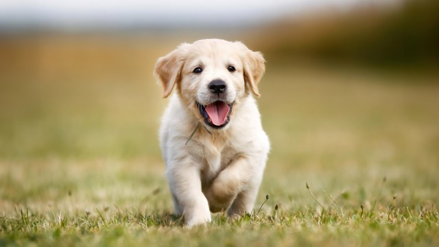 Golden Retriever Puppy