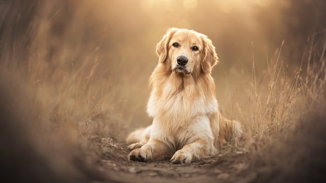 Golden Retriever Scottish breed dog