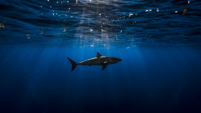 Great white shark Underwater