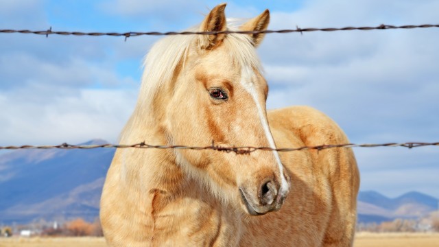 Horse Closeup Photography