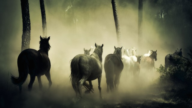 Horses Herd