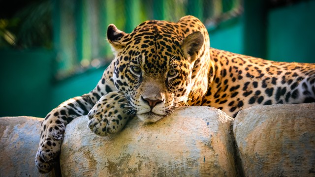 Jaguar Wild animal