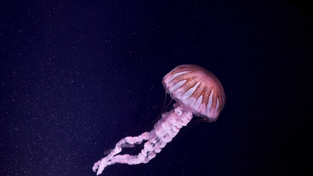 Jellyfish 5K