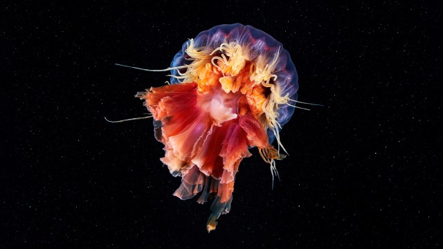 Jellyfish Cyanea capillata