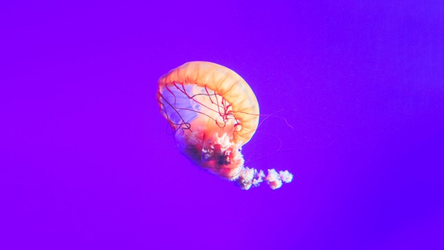 Jellyfish Purple background