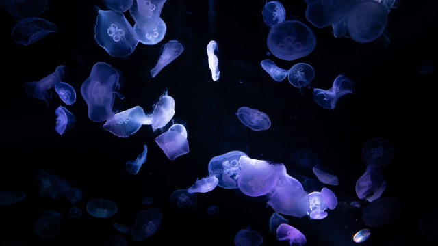 Jellyfishes 8K