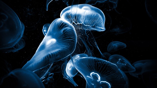 Jellyfishes AMOLED