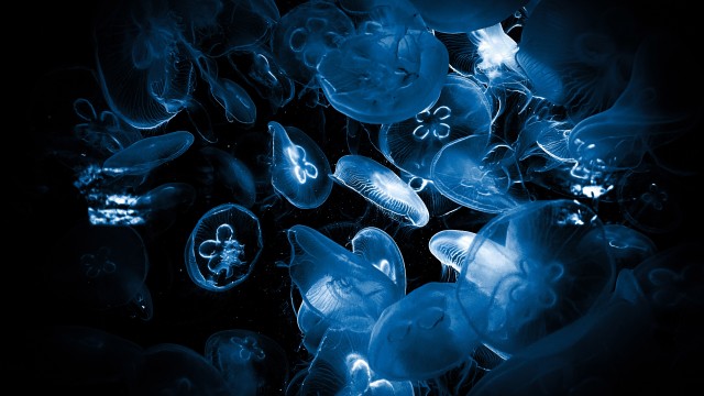 Jellyfishes Deep Sea