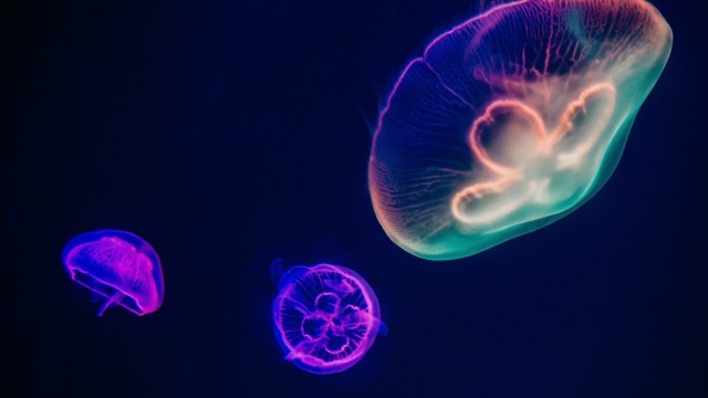Jellyfishes Purple