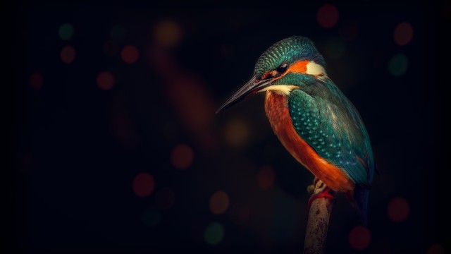 Kingfisher Bird