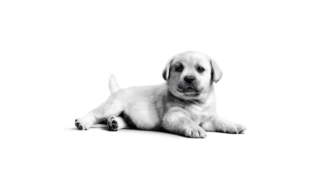 Labrador puppy Fluffy dog