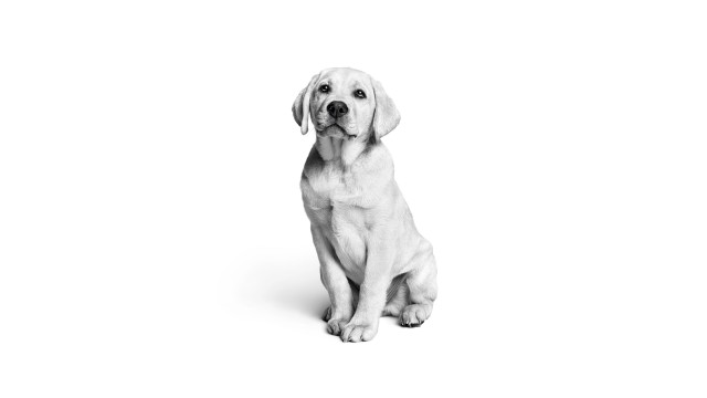 Labrador puppy Monochrome