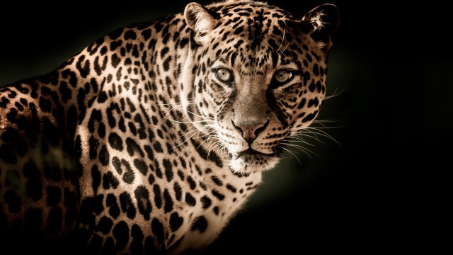 Leopard Wildcat