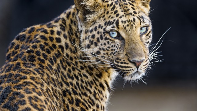 Leopardess Jaguar