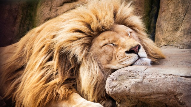 Lion Sleeping Lion