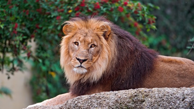 Lion Wild animal