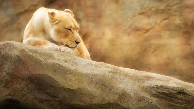 Lioness Paradise Wildlife Park