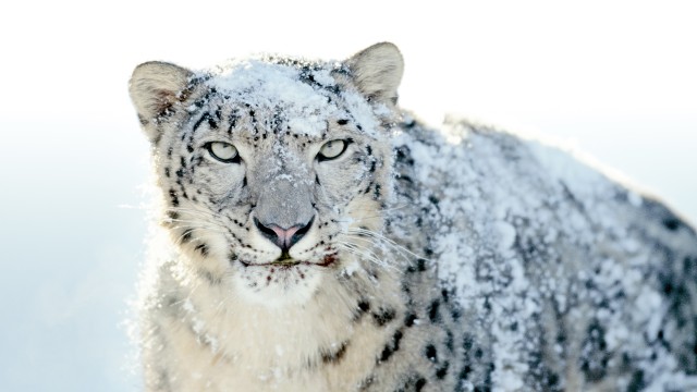 OS X Snow Leopard Stock