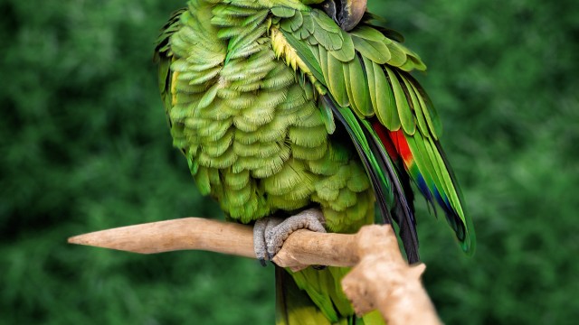 Parrot Green background