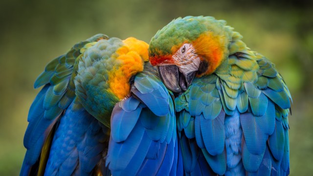 Parrots Birds
